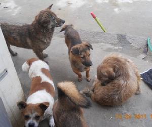 愛心緣流浪動物救助中心 愛心緣流浪動物救助中心