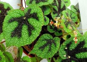 鐵十字秋海棠 鐵十字秋海棠