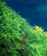 亞熱帶季風性濕潤氣候