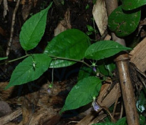 西藏紫錘草 西藏紫錘草