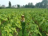 洞沖村[湖南省湘西土家族苗族自治州花垣縣排碧鄉洞沖村]