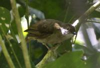 黃須冠鵯 黃須冠鵯