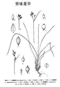 紫喙薹草 紫喙薹草