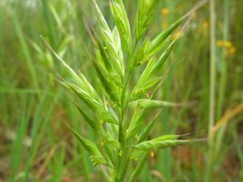 大穗雀麥 大穗雀麥