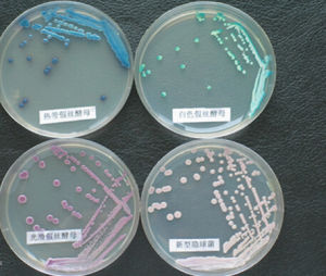 棒狀菌群 棒狀菌群