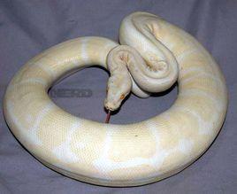 白化球蟒 白化球蟒