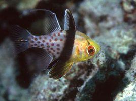 多斑點鯛 多斑點鯛