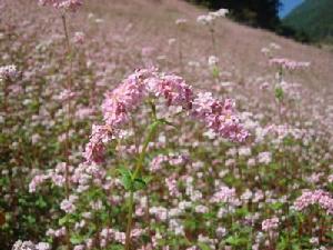吉大魯上村花蕎種植
