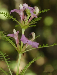 蔡氏馬先蒿 蔡氏馬先蒿