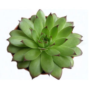 觀音座蓮目 觀音座蓮目