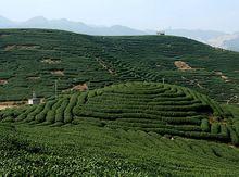 漳平水仙茶種植基地