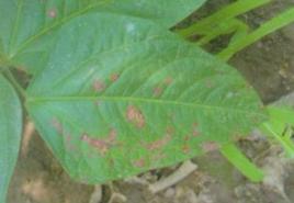 豆角斑枯病 豆角斑枯病