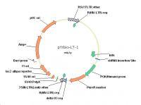 shRNA真核表達載體構建