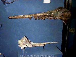 鮫齒鯨（上）和劍吻古豚頭骨化石