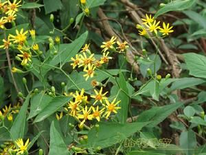 長舌千里光 長舌千里光