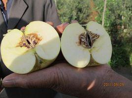 蘋果霉心病 蘋果霉心病