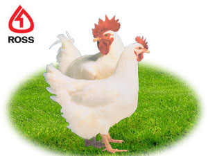 日照多利畜禽良種有限公司 日照多利畜禽良種有限公司