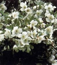 灰岩蠟瓣花 灰岩蠟瓣花