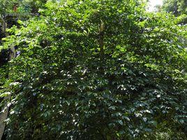 幌傘楓[中草藥]