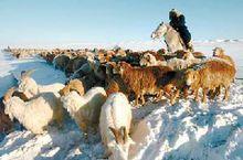 新疆考察雪災