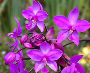 紫花苞舌蘭 紫花苞舌蘭