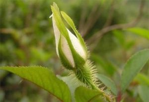 就眠運動 就眠運動