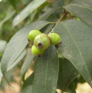 細軸蒲桃 細軸蒲桃