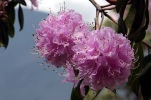 瘦柱絨毛杜鵑 瘦柱絨毛杜鵑