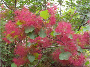 毛葉黃櫨 毛葉黃櫨