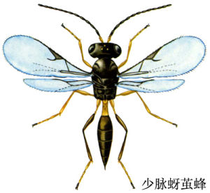 少脈蚜繭蜂 少脈蚜繭蜂