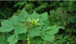 色木槭(原變種) 色木槭(原變種)