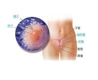 卵泡放大圖