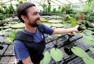 侏儒盧安達睡蓮