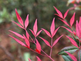 南天竹屬 南天竹屬