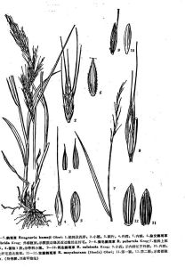 觀草（原變種）