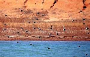 北大港濕地的鳥類