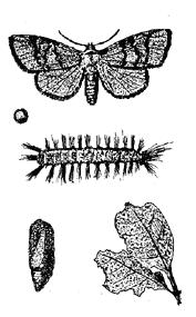 核桃瘤蛾 核桃瘤蛾