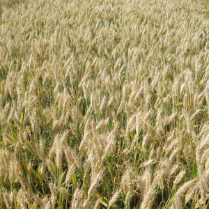 花培6號 花培6號