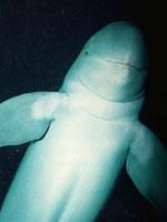 一角鯨亞科 一角鯨亞科