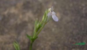 曲毛母草 曲毛母草