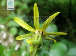 橐吾狀蒲兒根 橐吾狀蒲兒根