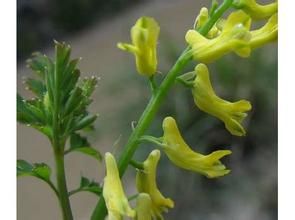 半裸莖黃堇 半裸莖黃堇