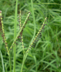 多年生雜草 多年生雜草