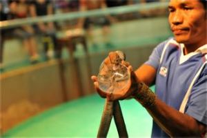 泰國毒蛇研究中心