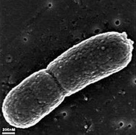 甲烷細菌 甲烷細菌