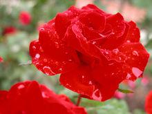 花語[用花表達的語言]