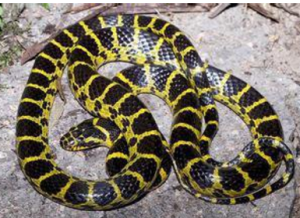 黃鏈蛇