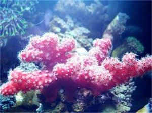仙人掌珊瑚