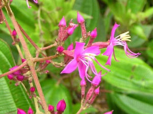 四棱偏瓣花 四棱偏瓣花
