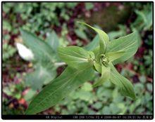 傘形科柴胡屬大葉柴胡